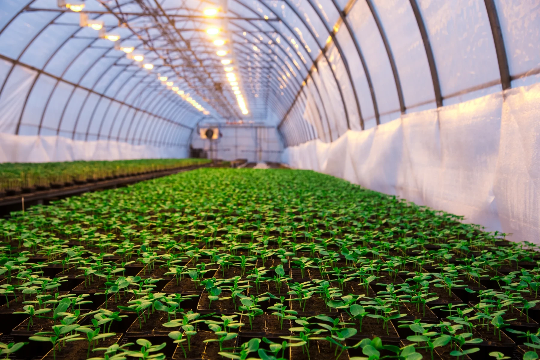 Inside Polytunnel Medium